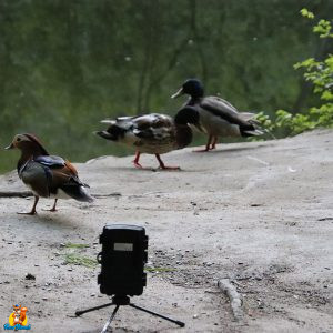 caméra de chasse