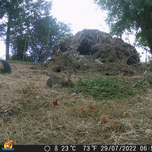 aménagement pour lapins