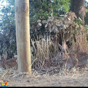 lapin de garenne