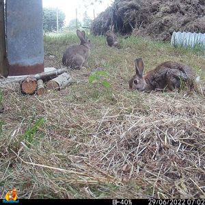 lapins de garenne