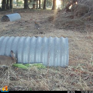 tunnel pour lapin