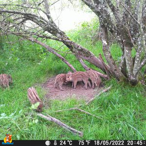 caméra chasse