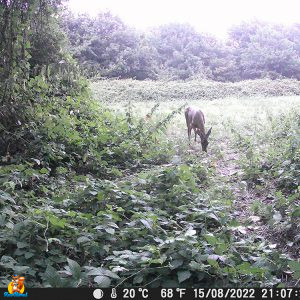 photo caméra chasse