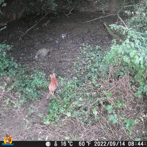 photos caméra chasse