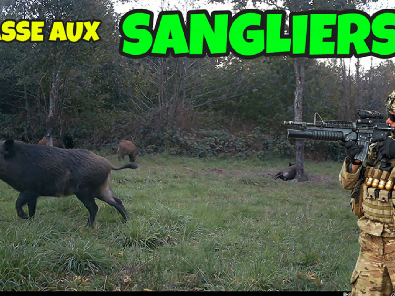 chasse aux sangliers