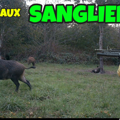 chasse aux sangliers