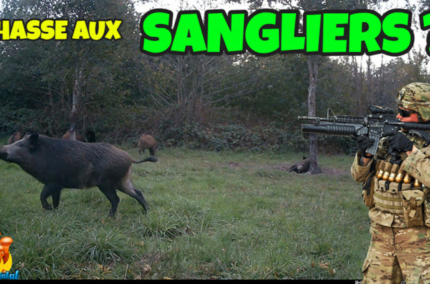 chasse aux sangliers