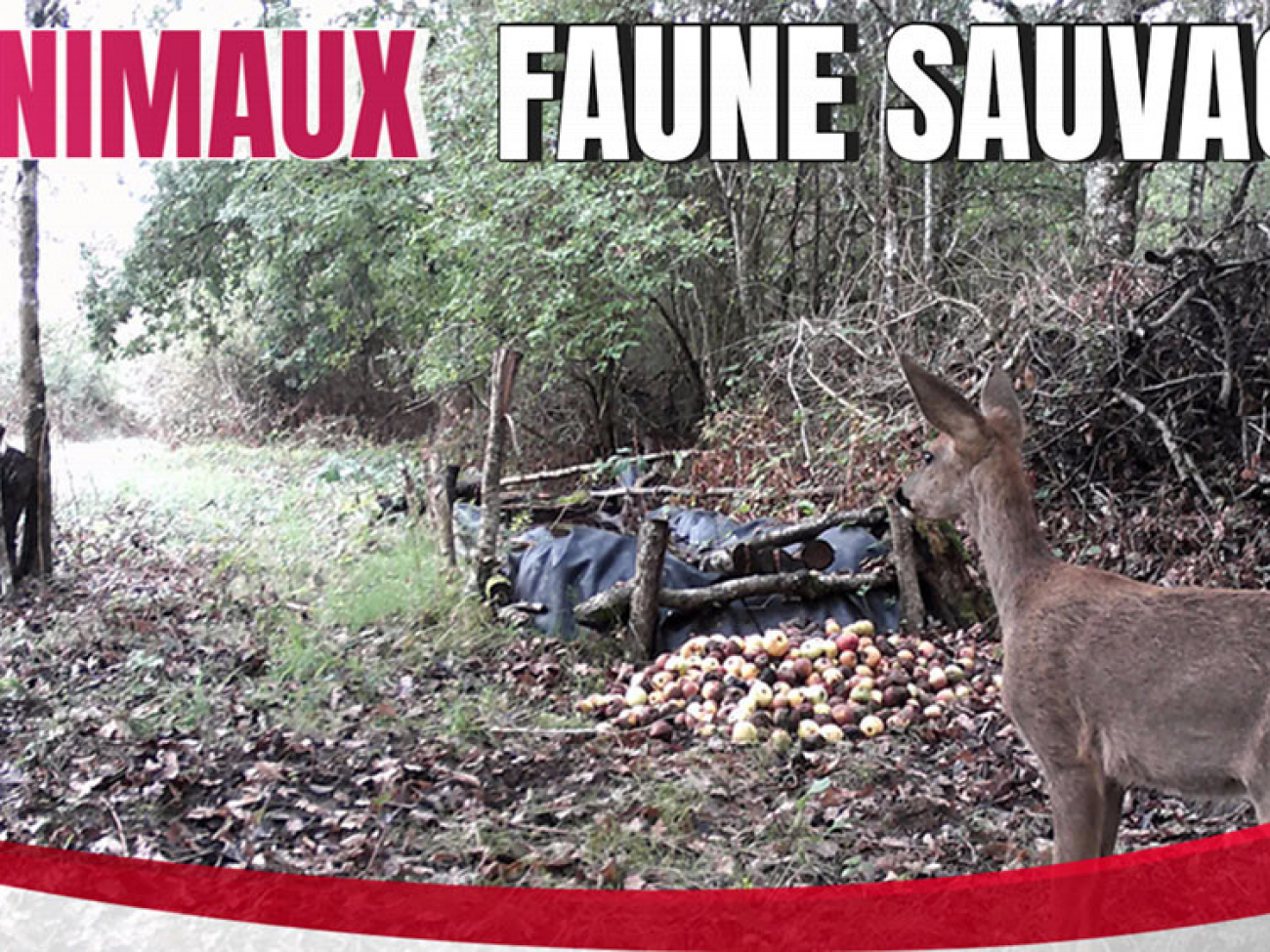 faune sauvage avec caméra chasse