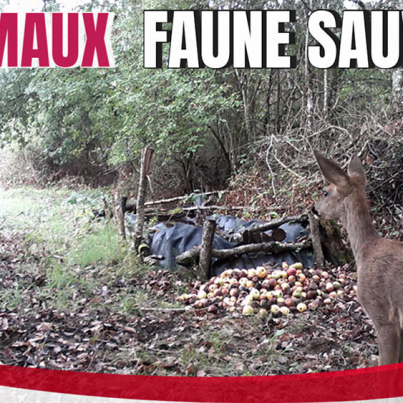 faune sauvage avec caméra chasse