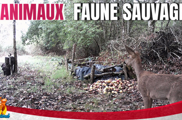 faune sauvage avec caméra chasse