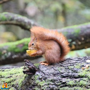 écureuil qui mange une pomme