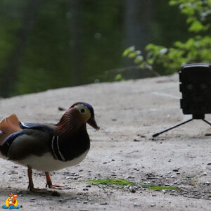 canard mandarin