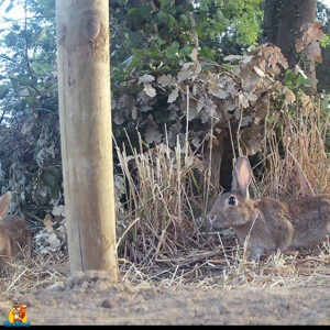 lapin de garenne