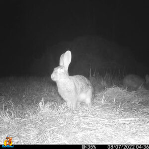 lapin de garenne