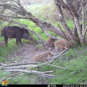 sanglier et marcassins