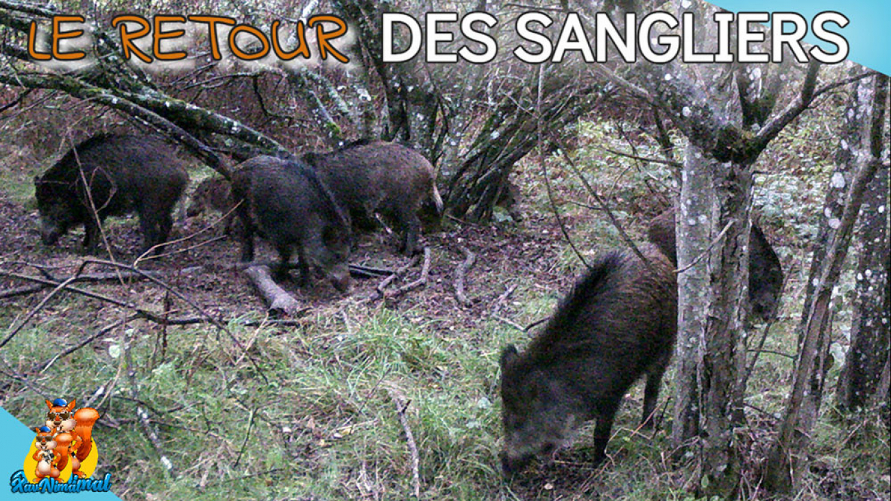 Goudron pour sangliers - Test caméra chasse et animaux sauvages