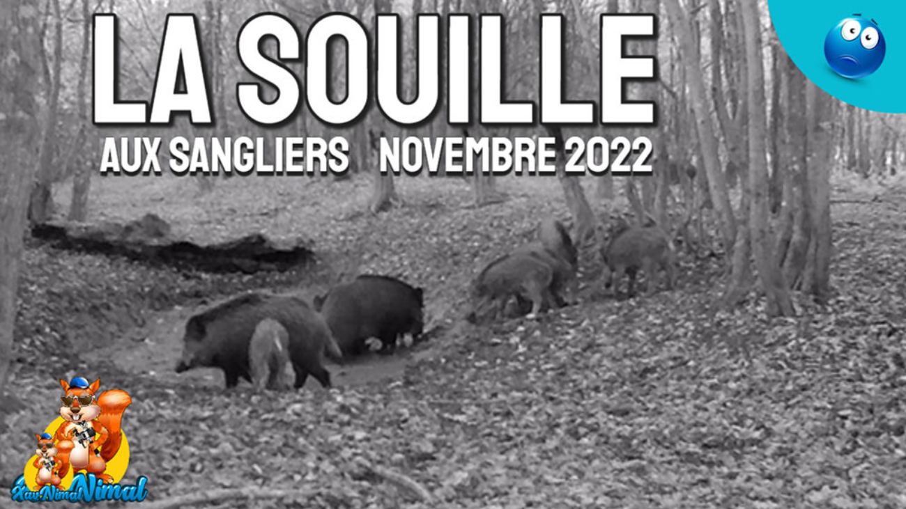 Souille au sanglier