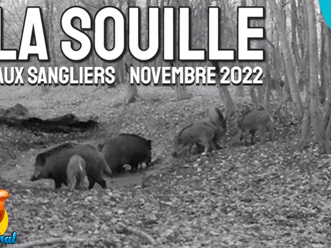 Souille au sanglier