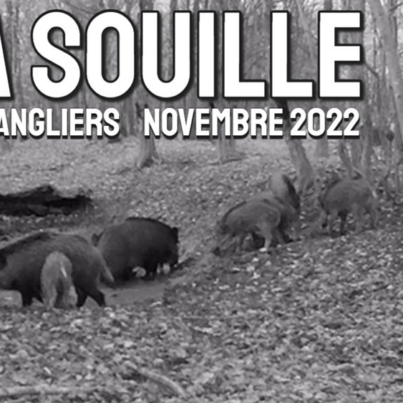 Souille au sanglier