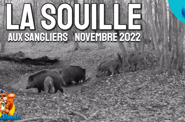 Souille au sanglier