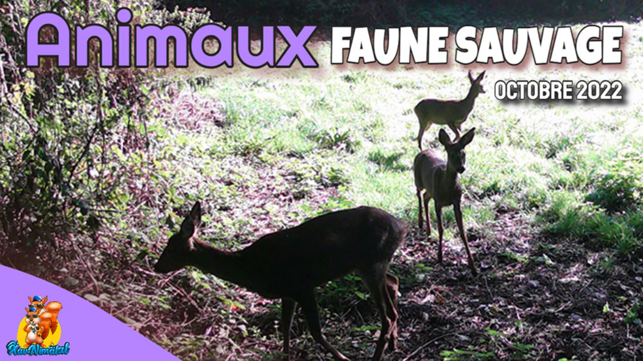 Animaux faune sauvage