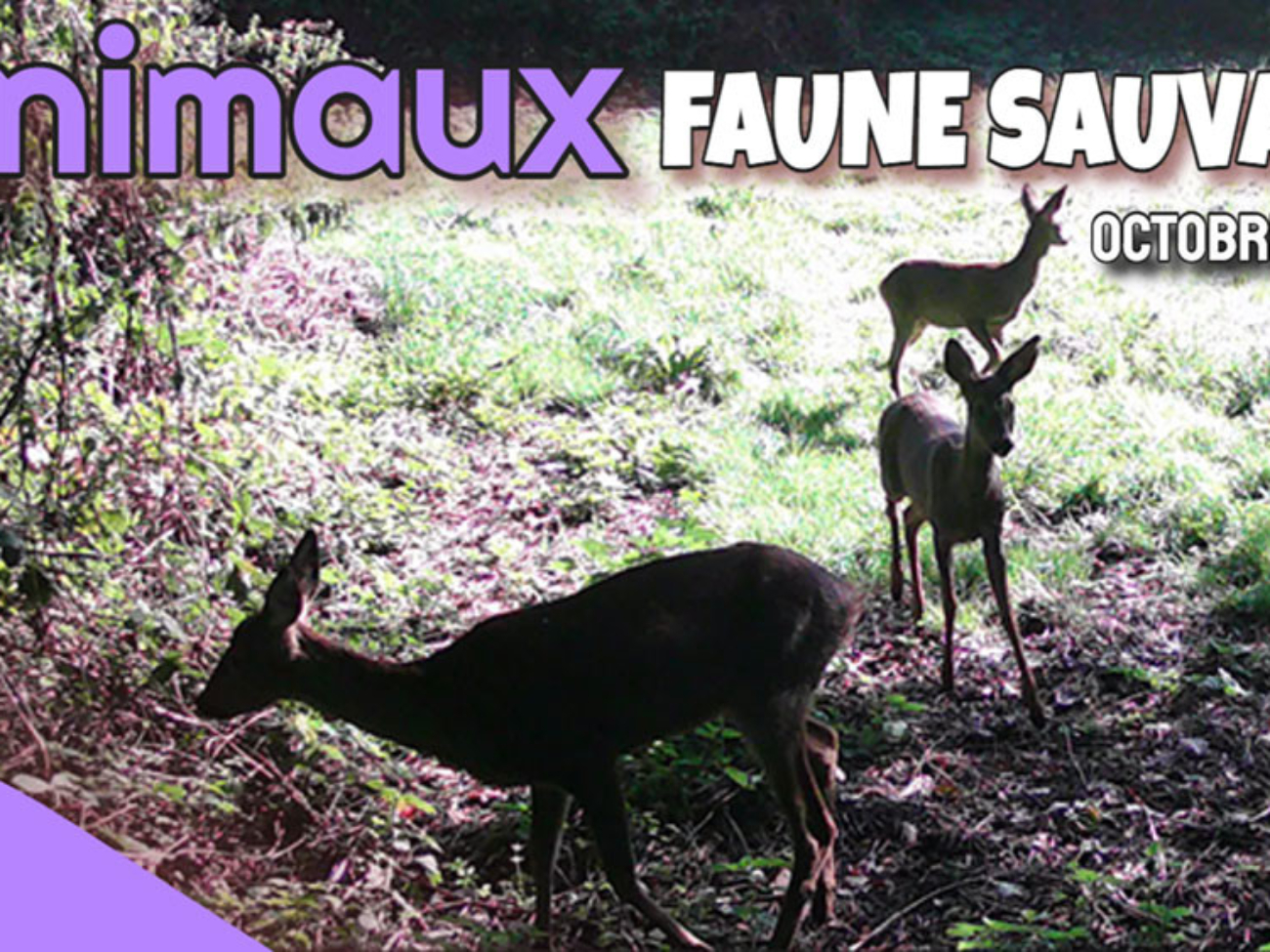 Animaux faune sauvage