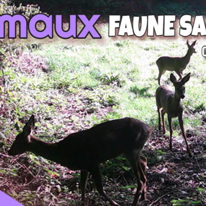 Animaux faune sauvage