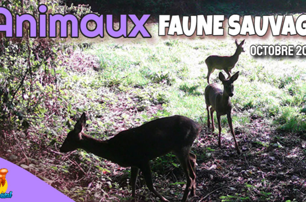 Animaux faune sauvage