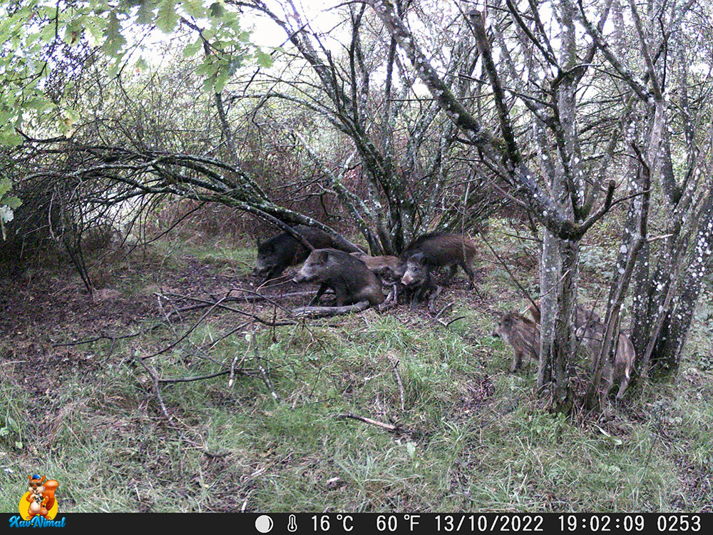 Comment utiliser du goudron pour la chasse du sanglier? 