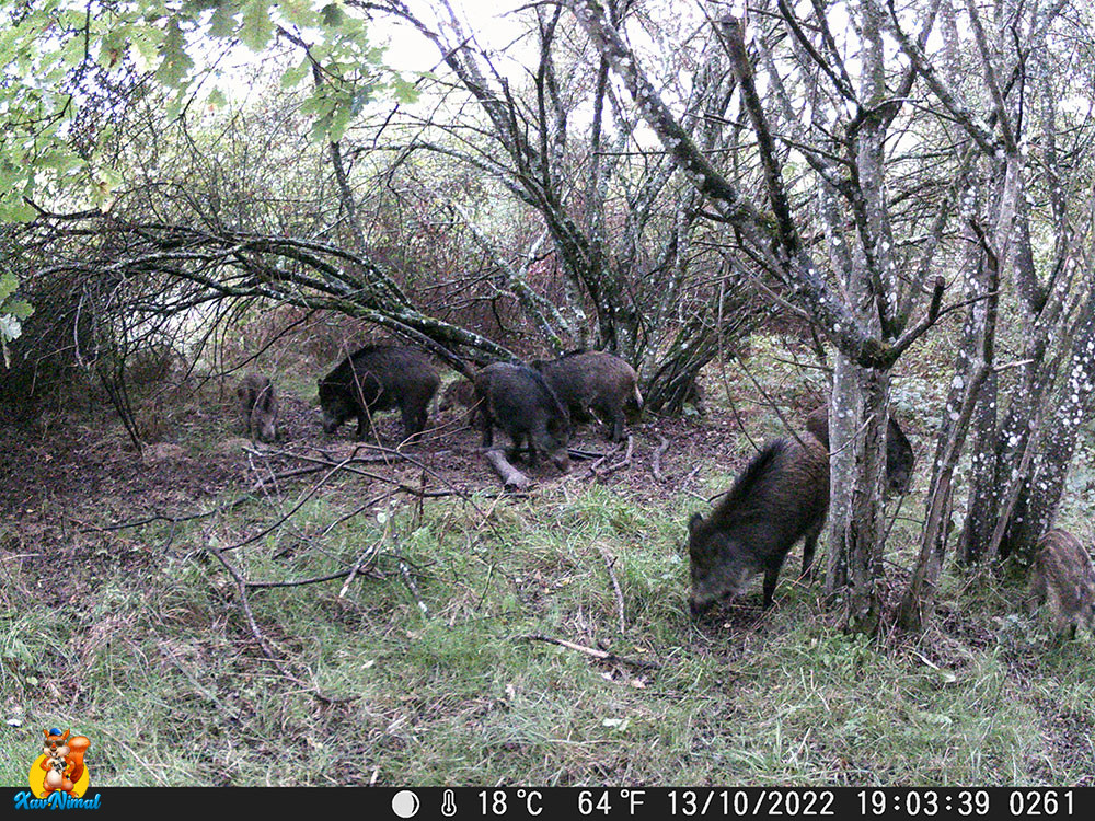 Goudron pour sangliers - Test caméra chasse et animaux sauvages