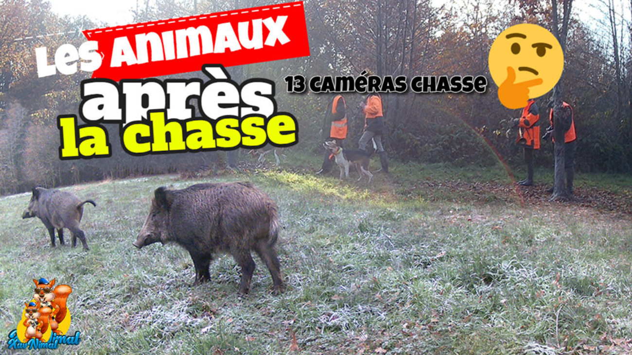 après la chasse aux sangliers