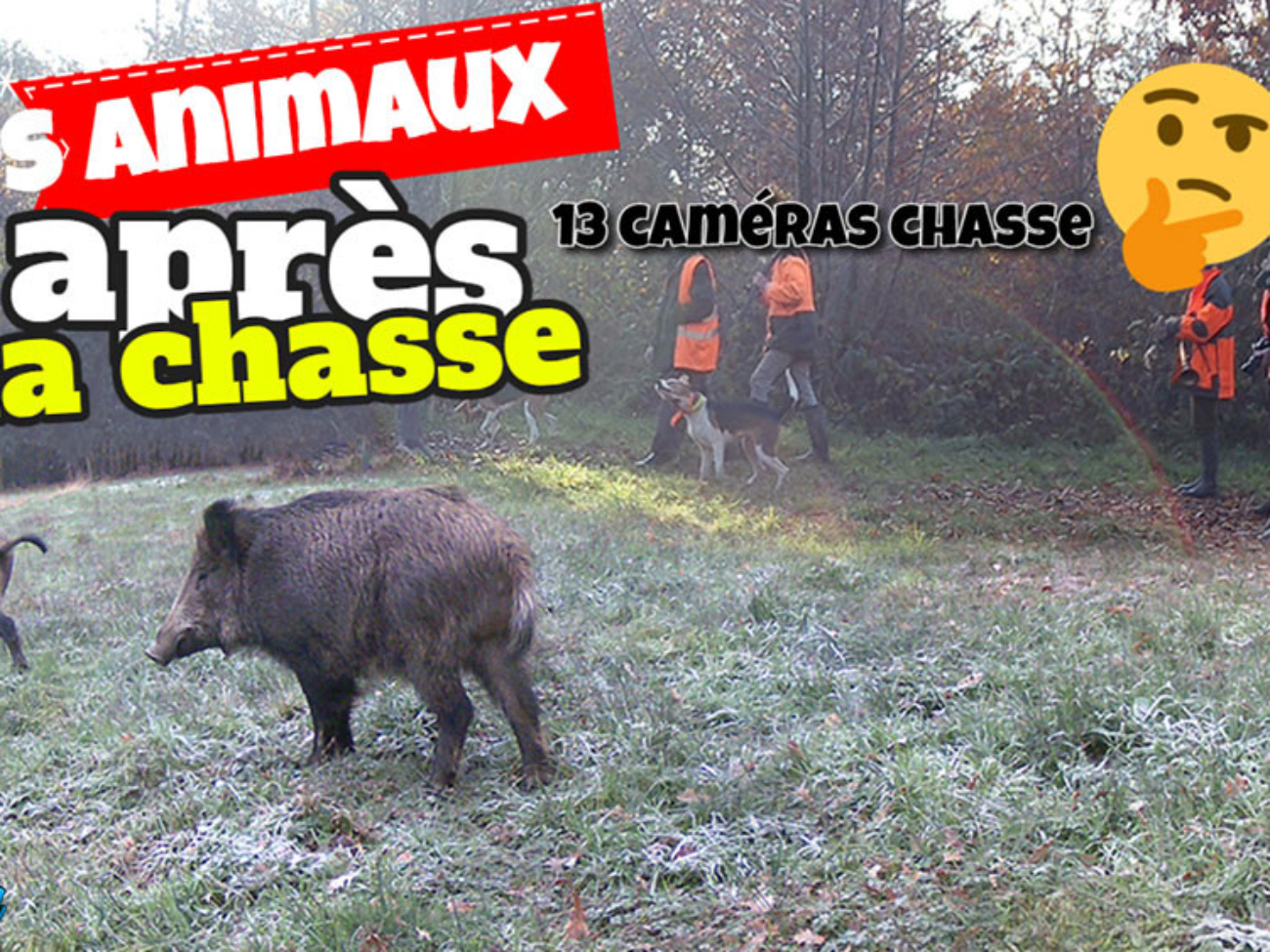 après la chasse aux sangliers