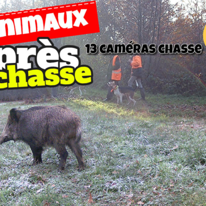 après la chasse aux sangliers