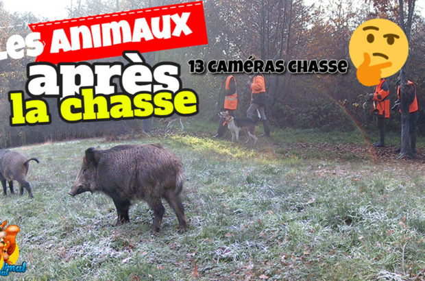 après la chasse aux sangliers