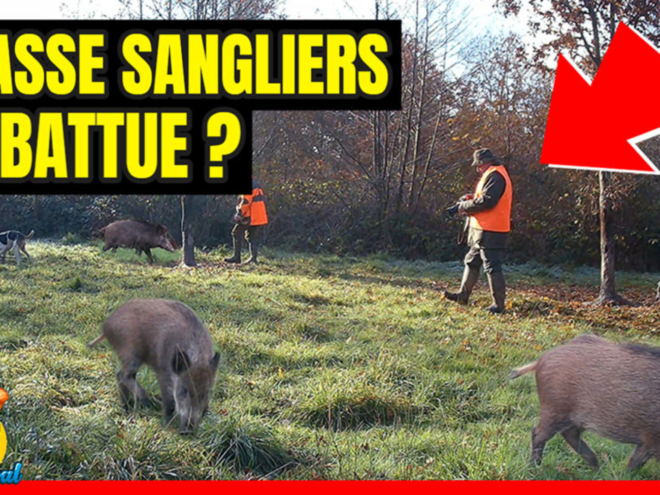 chasse sanglier