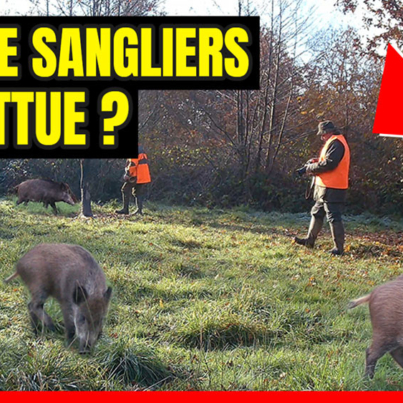 chasse sanglier