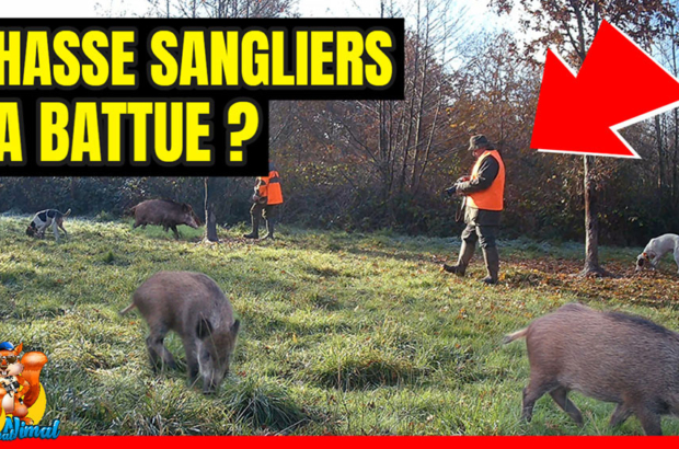 chasse sanglier