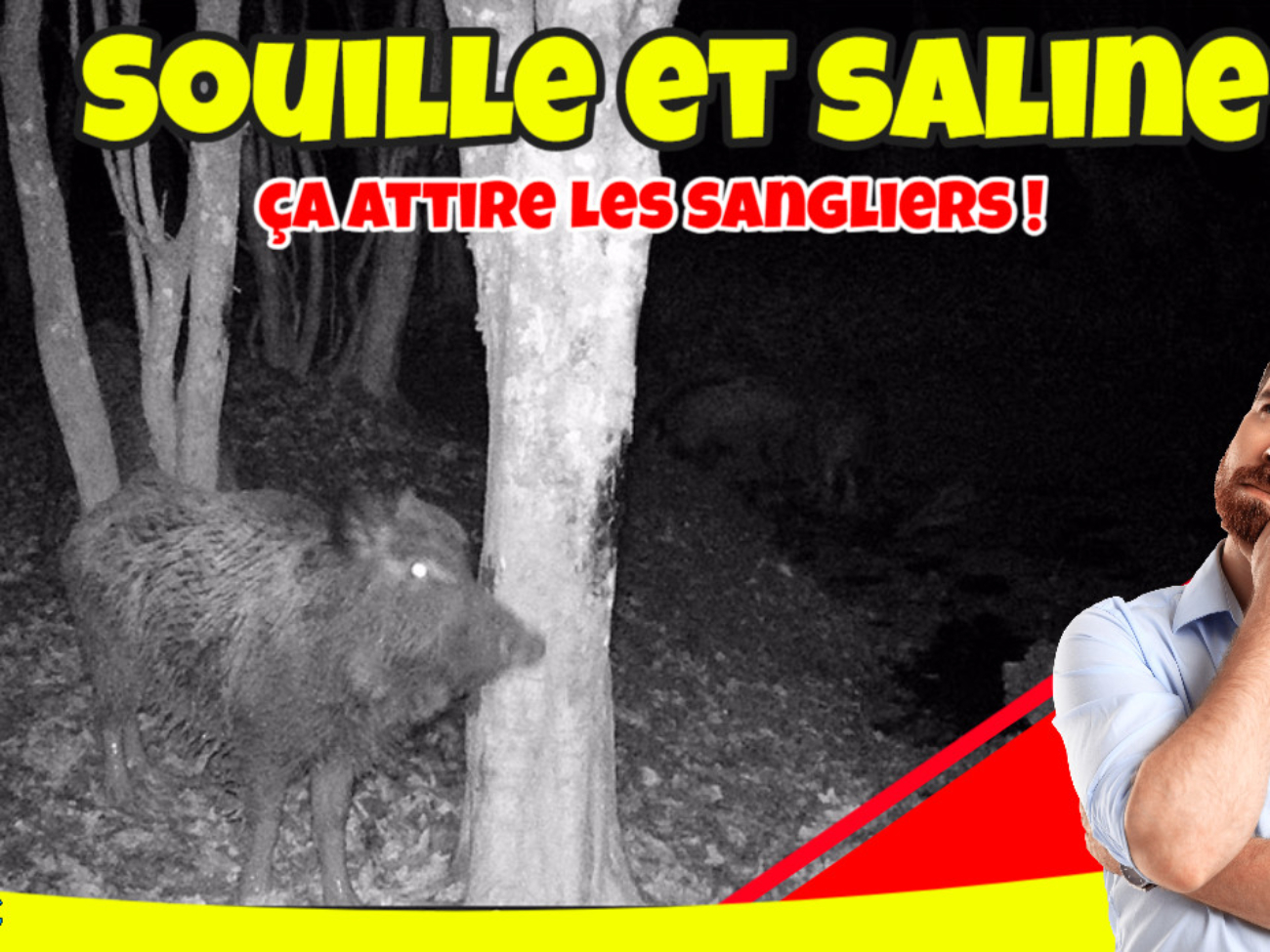 les sangliers de la souille