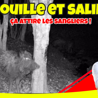 les sangliers de la souille