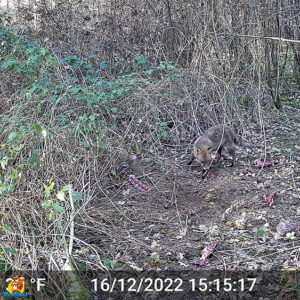 renard en plein jour