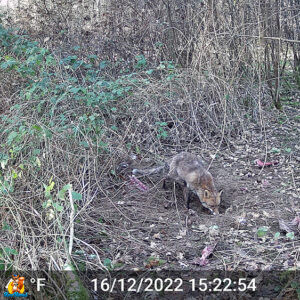 renard en plein jour