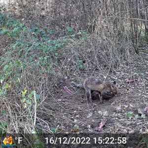 renard en plein jour