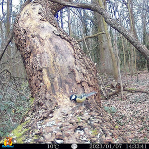 trail cam izeeker IG400