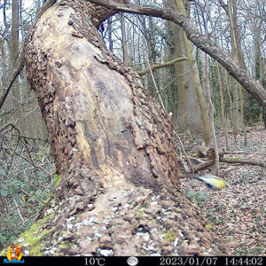 trail cam izeeker IG400