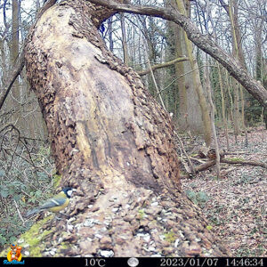 trail cam izeeker IG400