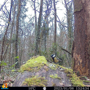 trail cam izeeker IG400