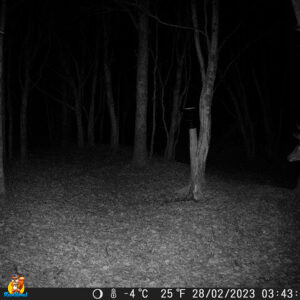 cerf