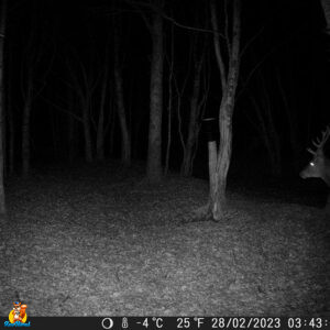 cerf