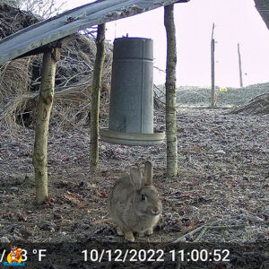 lapin de garenne