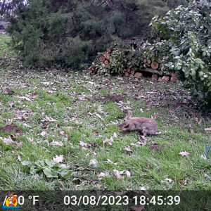 lapin de garenne